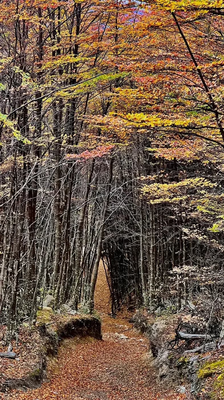 Un sentiero tra le lenga d'autunno