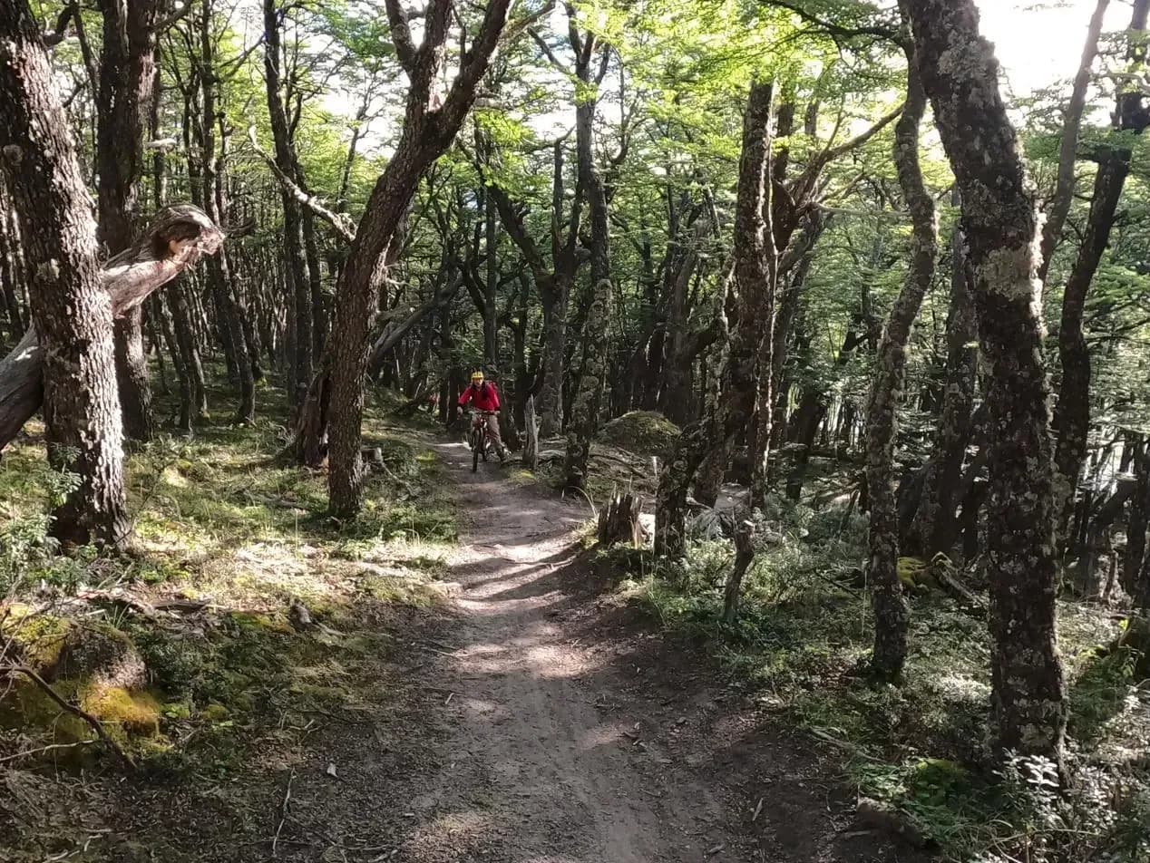 Un sentiero tra le lenga nel bosco sul lato argentino