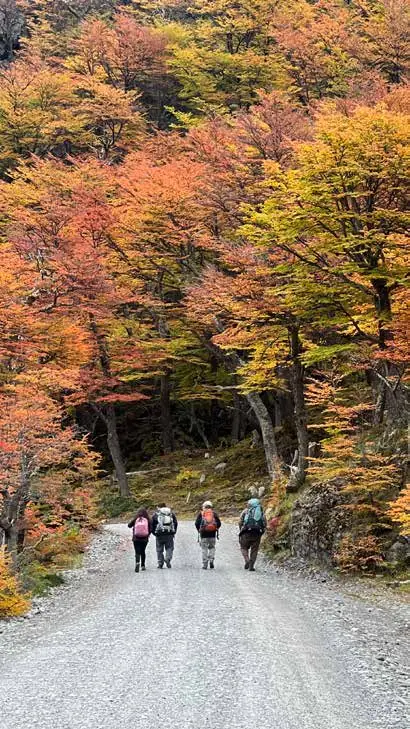 Un grupo de caminantes por un camino de ripio entre lengas de otoño