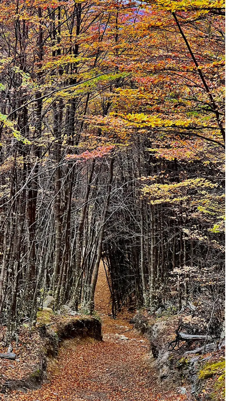 Un sendero entre lengas de otoño